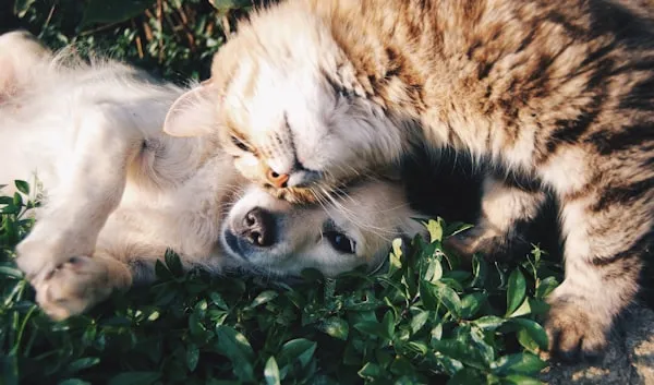 Pet Care website